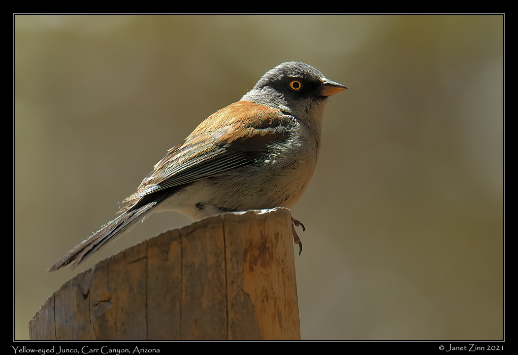 yellow_eyed_junco_JZ8_3689a[1]